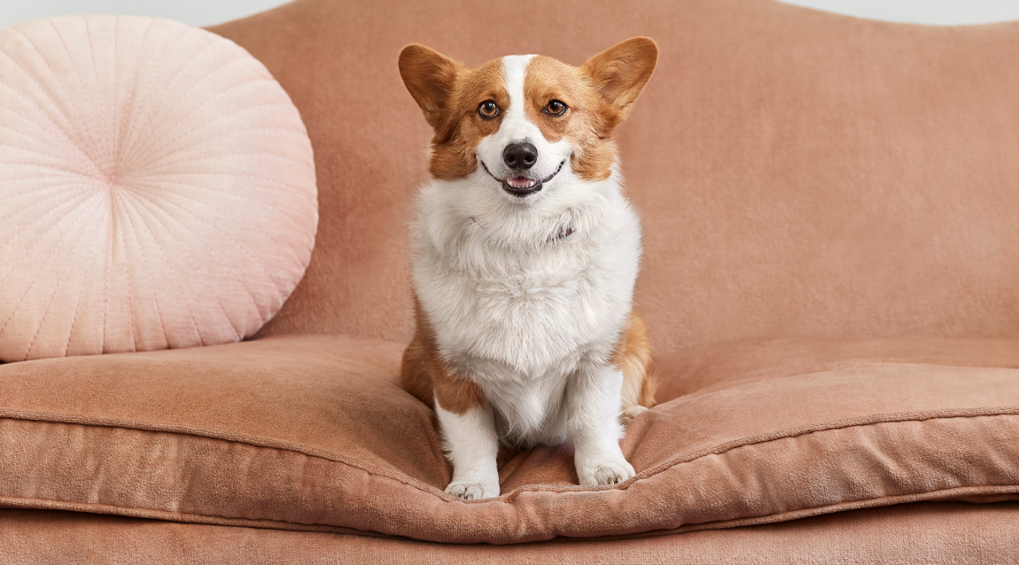 How Much Does A Dog Cesarean Cost Uk